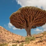 Unique Facts About Yemen's Socotra Island That Are Fascinating and Rarely Known