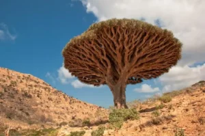 Unique Facts About Yemen's Socotra Island That Are Fascinating and Rarely Known
