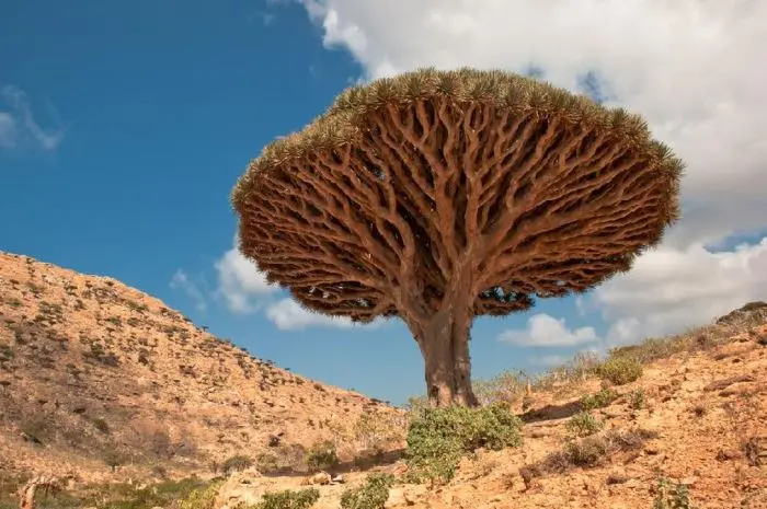 Unique Facts About Yemen's Socotra Island That Are Fascinating and Rarely Known